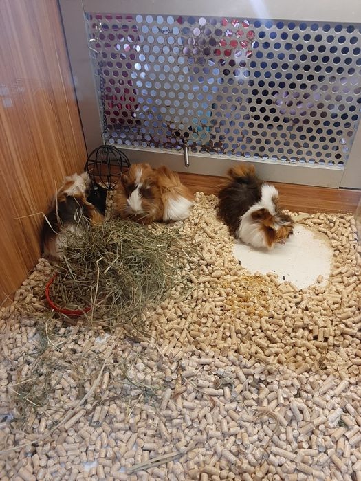 Kawia Domowa, świnka Morska. Sklep ZOOlogiczny PLUTO Radom