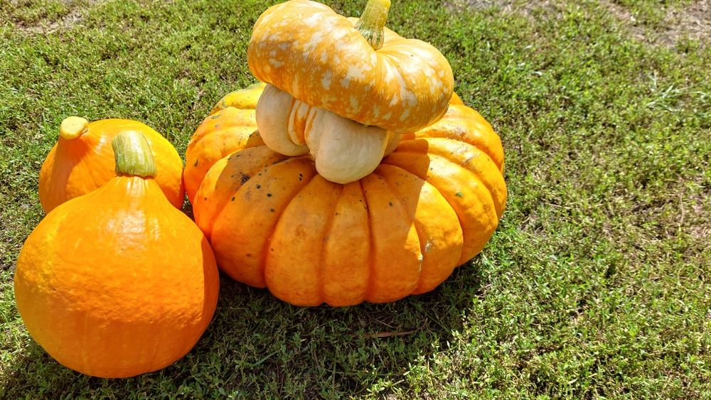 Dynia piżmowa, hokkaido, rouge vif d'etampes, marina