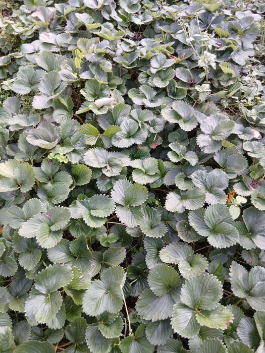 Sprzedam sadzonki truskawki Gigant 100 szt