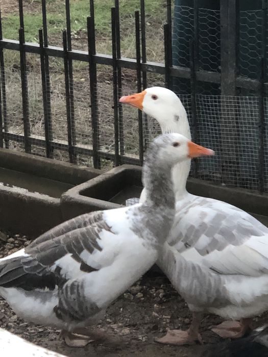 Casal de gansos adultos