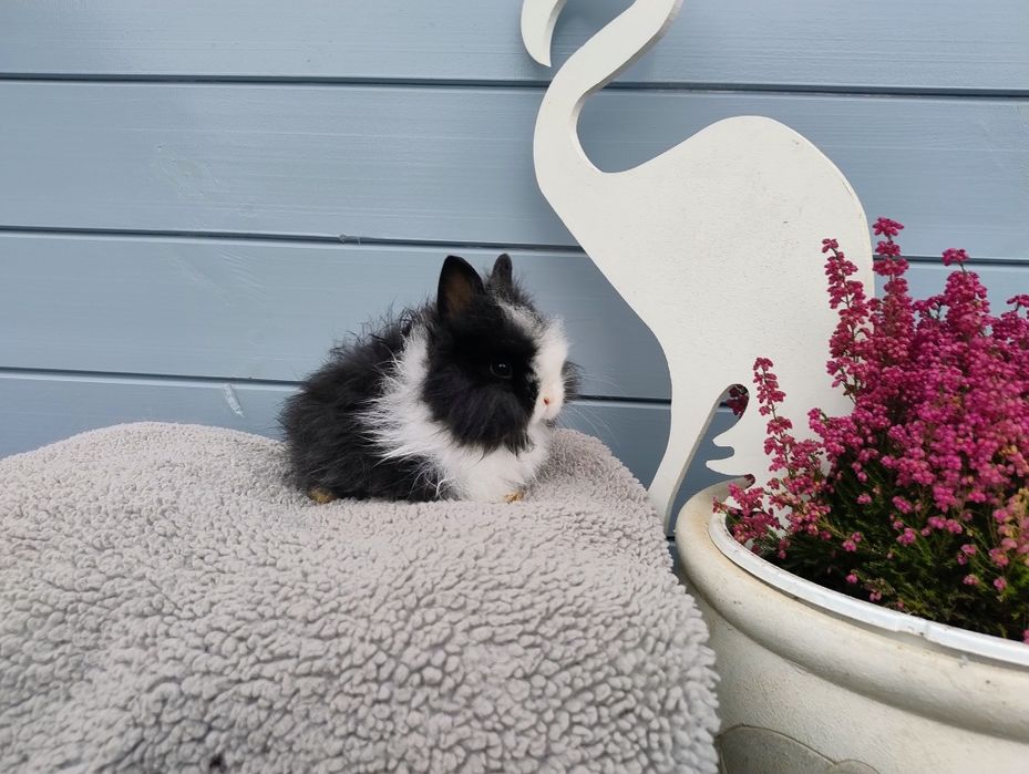 Sprzedam karzełka Teddy