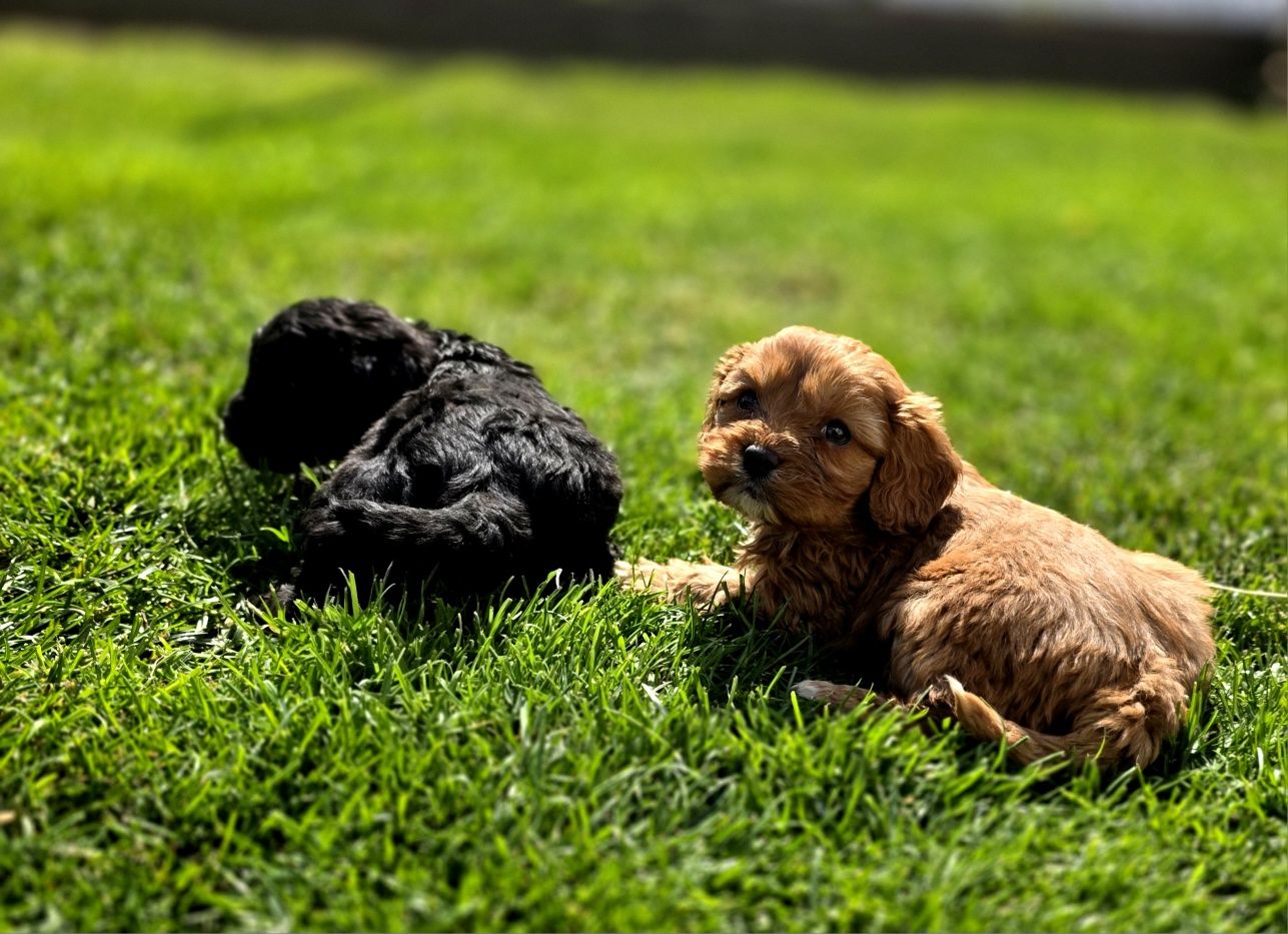 Cavapoo f1 piesek