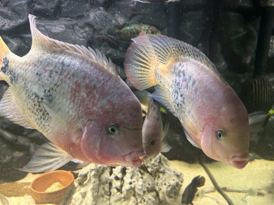 Vieja ryby pielegnica wielobarwna vieja synspila