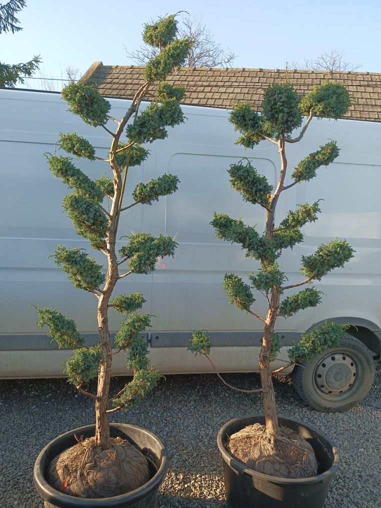 Bonsai.  niwaki  bonsai