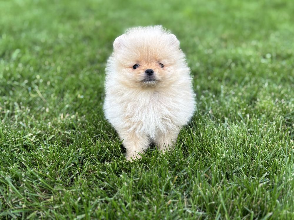 Szpic miniaturowy, pomeranian ,puesek mini
