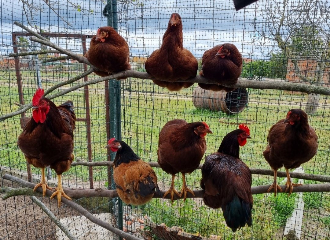 ovos galados rhode island red