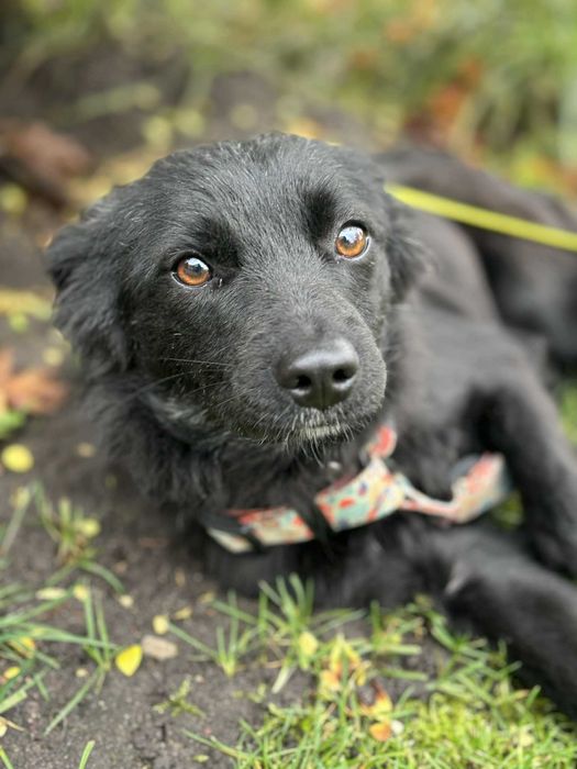 Sunia która tyle przeżyła w swoim życiu pomóż adoptuj