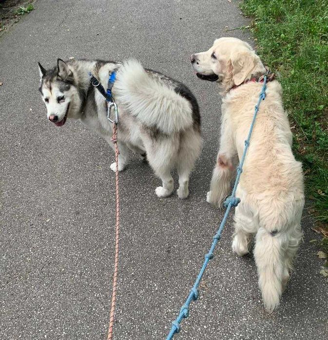 Petsitter Warszawa, opieka nad psem i kotem, domowy hotel dla psa