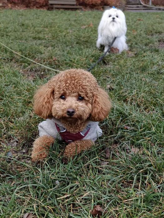 Супровід тварин на подіях чи при перевезенні / Няня для тварин / Вигул