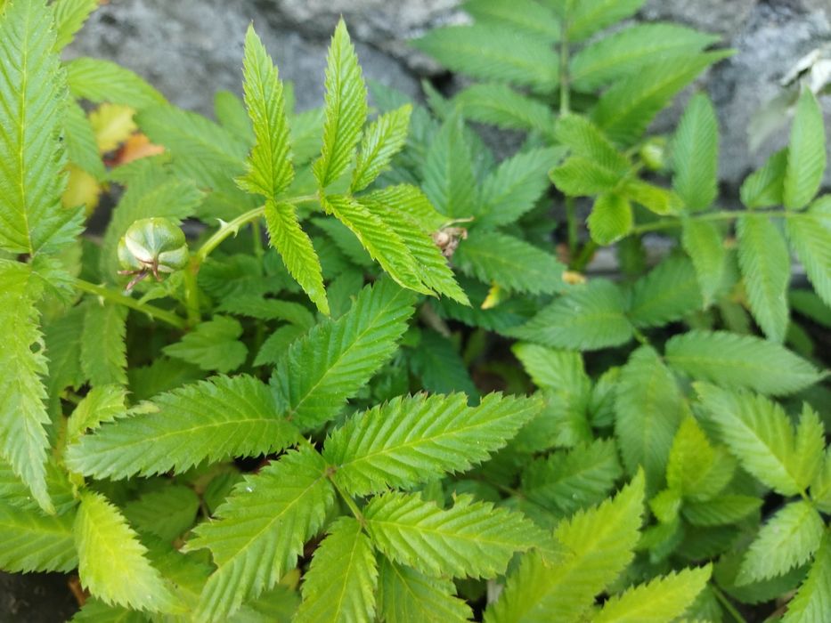 Малина китайская Мяо-мяо (клубника-малина), годжи-суперфуд