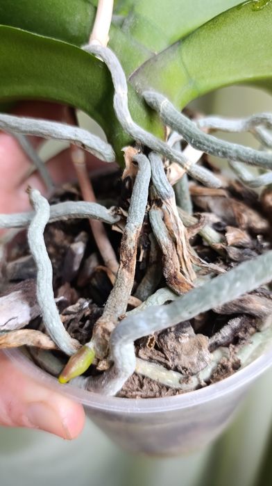 Орхідея Мікі Кроун. З квітоносом