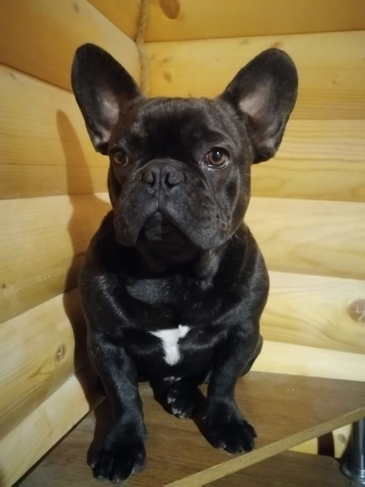 Французский бульдог КСУ вязка Киев!!!