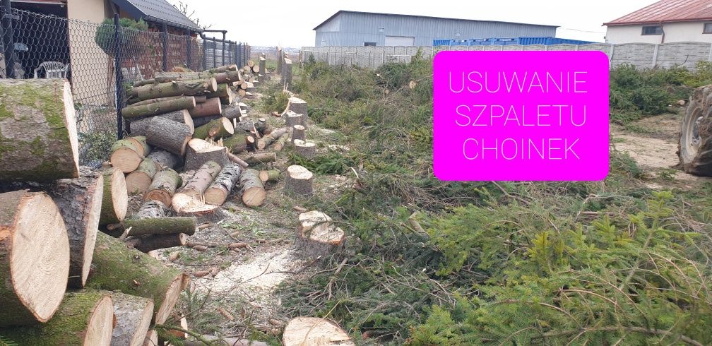 Wycinanie drzew przycinanie tui żywopłotu krzewów zabieranie gałęzi
