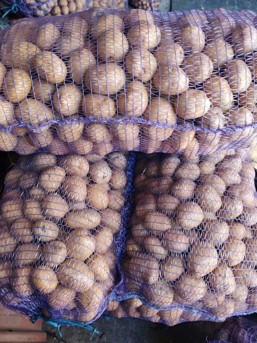 Продам картоплю сенсейшн