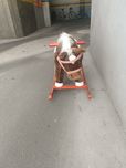Cavalinho de baloiço