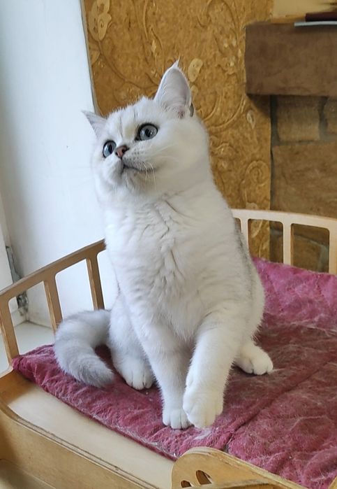 Мальчик серебристый шиншилла