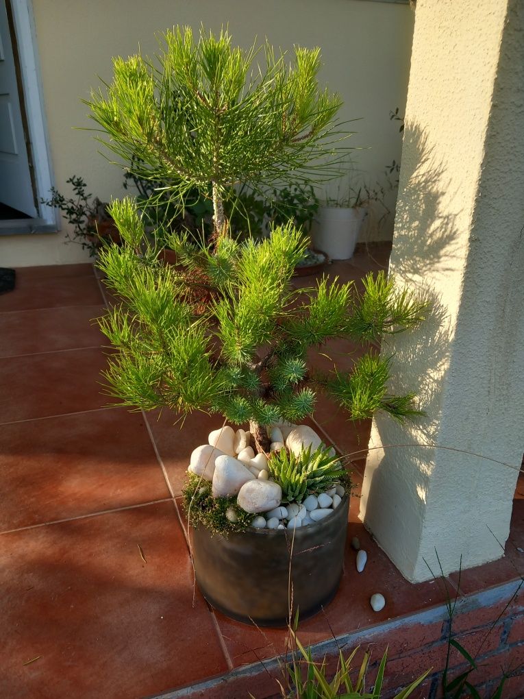 Pinheiro pequeno estilo "bonsai"