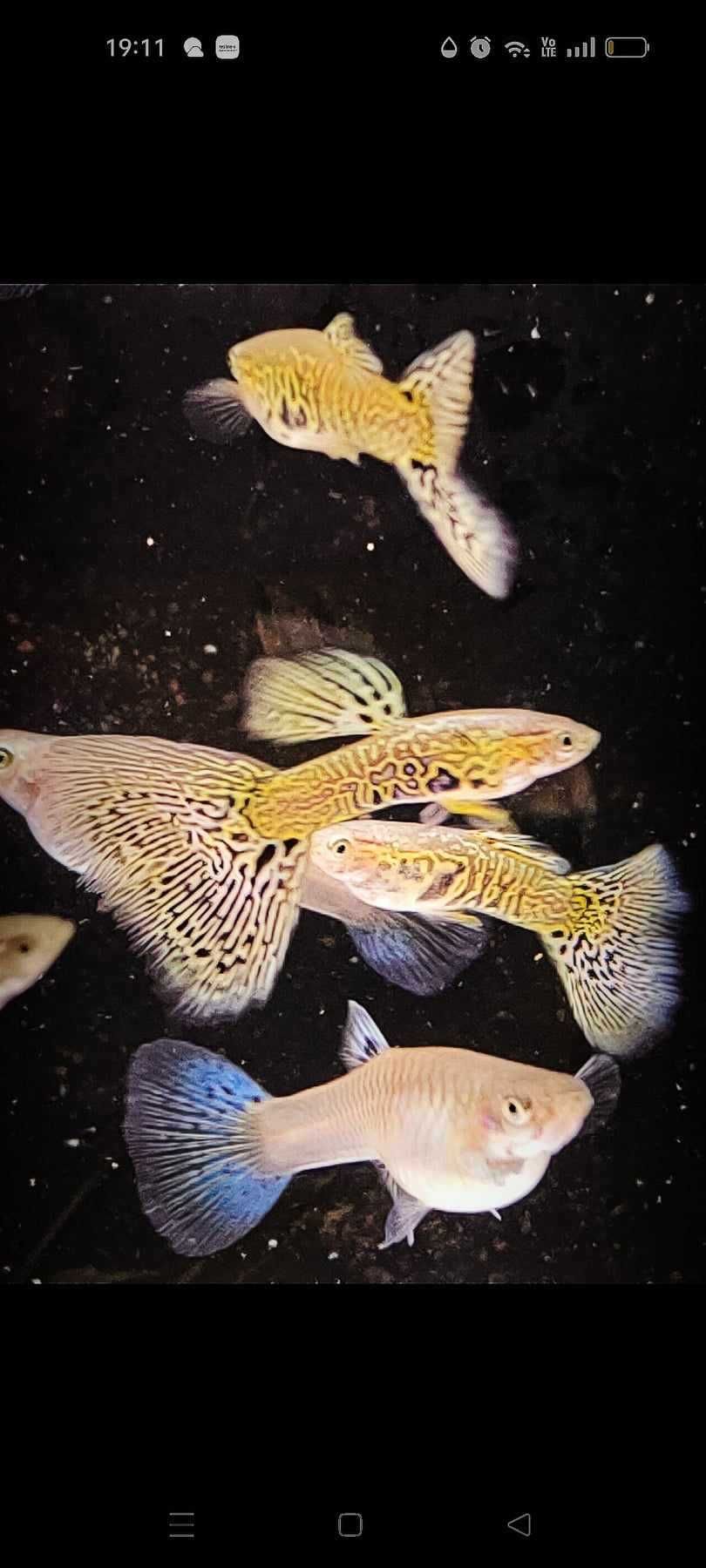 Gupik gupiki White Cobra