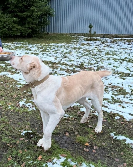 Подарую в хороші руки, собаку породи Алабай 1.5 року,спокійна дівчинка