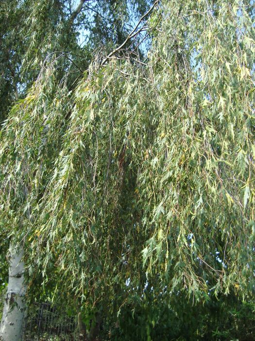 Trzmielina szczepiona na pniu