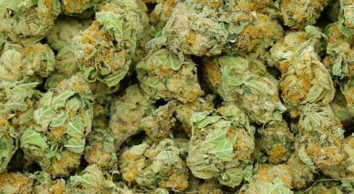 10G Susz CBD Orange Bud 33% (bez THCP HHCO) Legalny Najwyższa Jakość