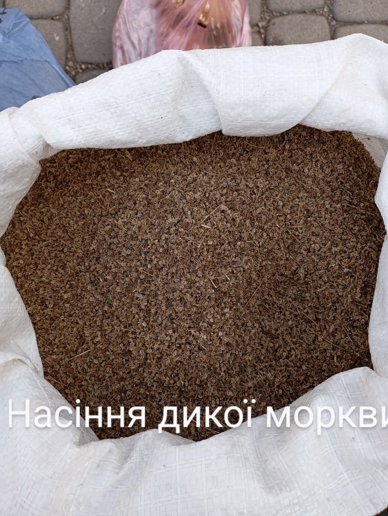 Насіння дикої моркви