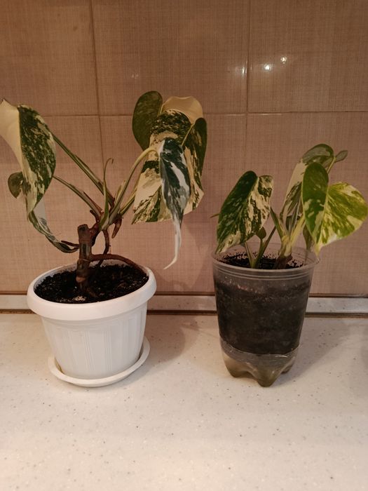 Монстера Альба мраморна