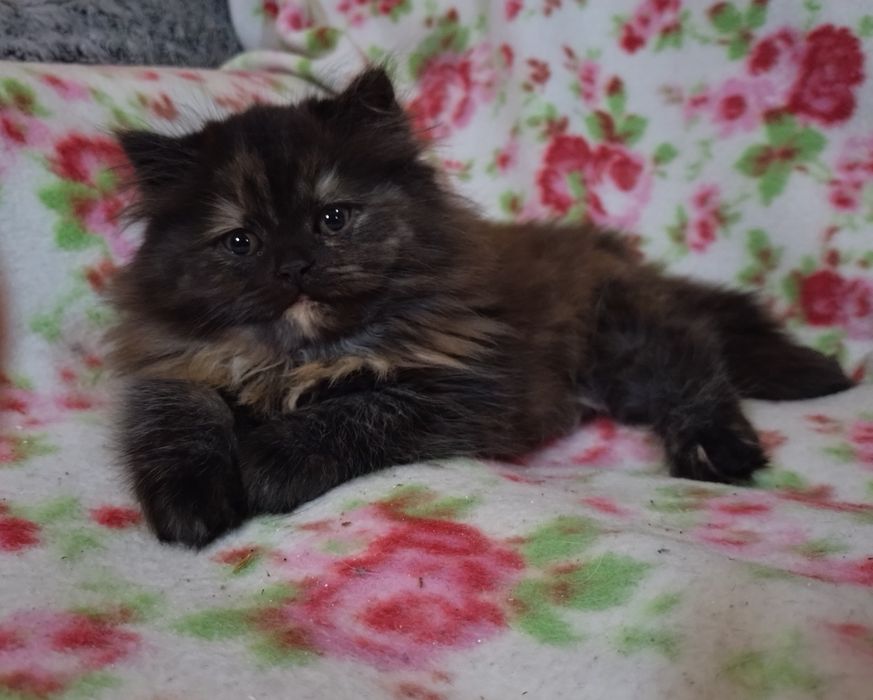 REZERWACJA Sharley cudna kociczka