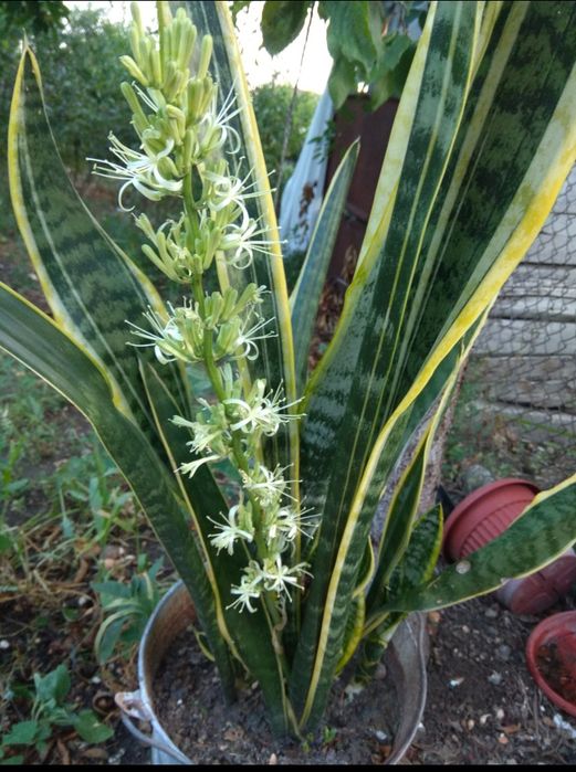 Сансевьерия. Хоста. Алое. Лилия белая