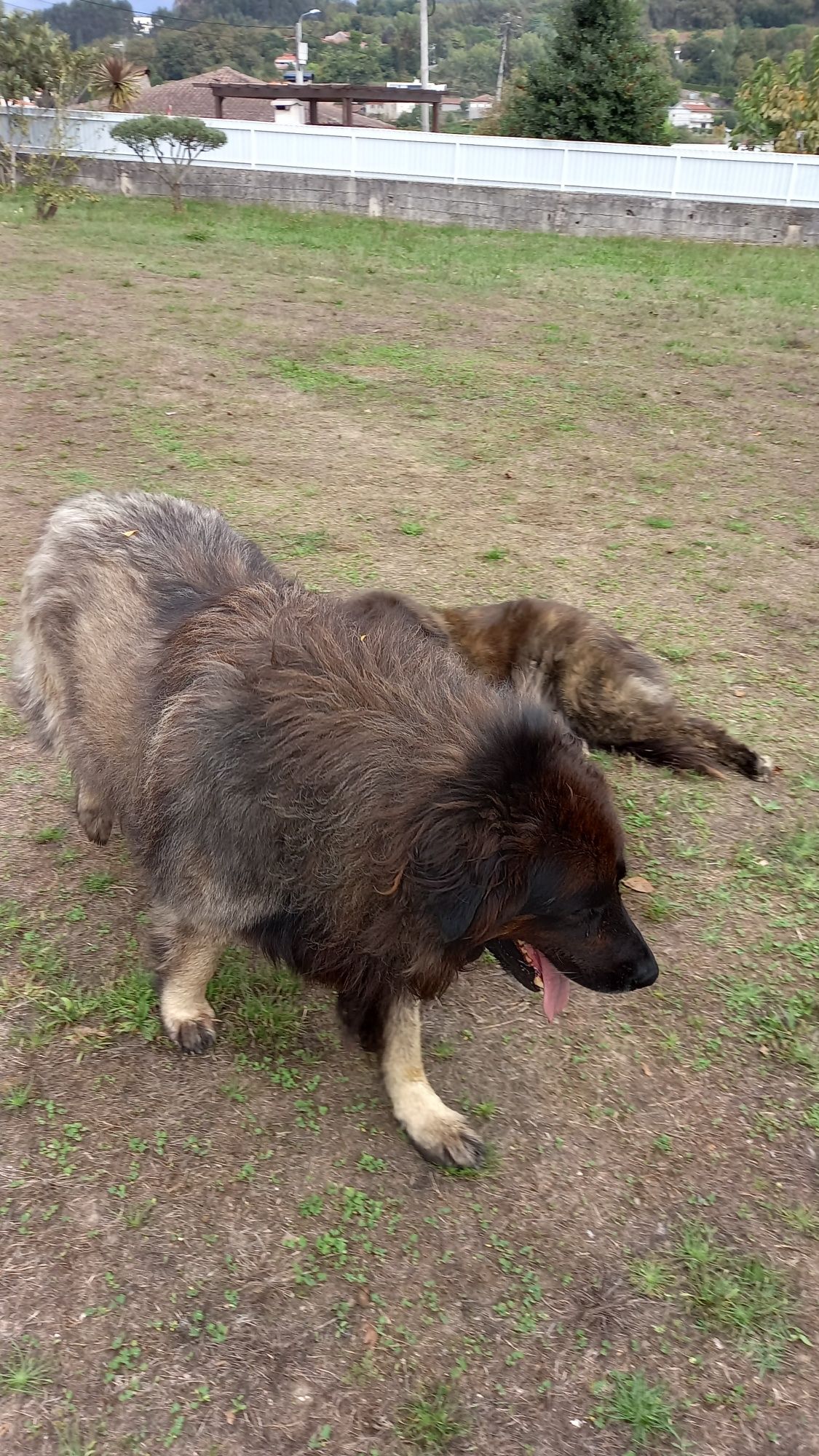 Doação casal cães Serra da Estrela