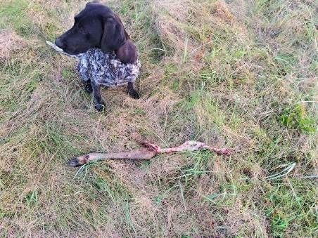 Wyżeł niemiecki krótkowłosy