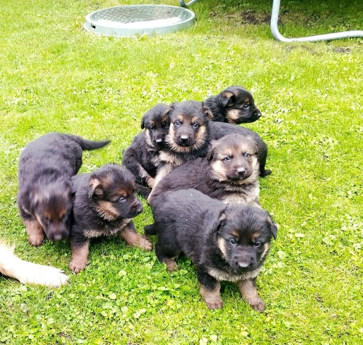 Щенята німецької вівчарки