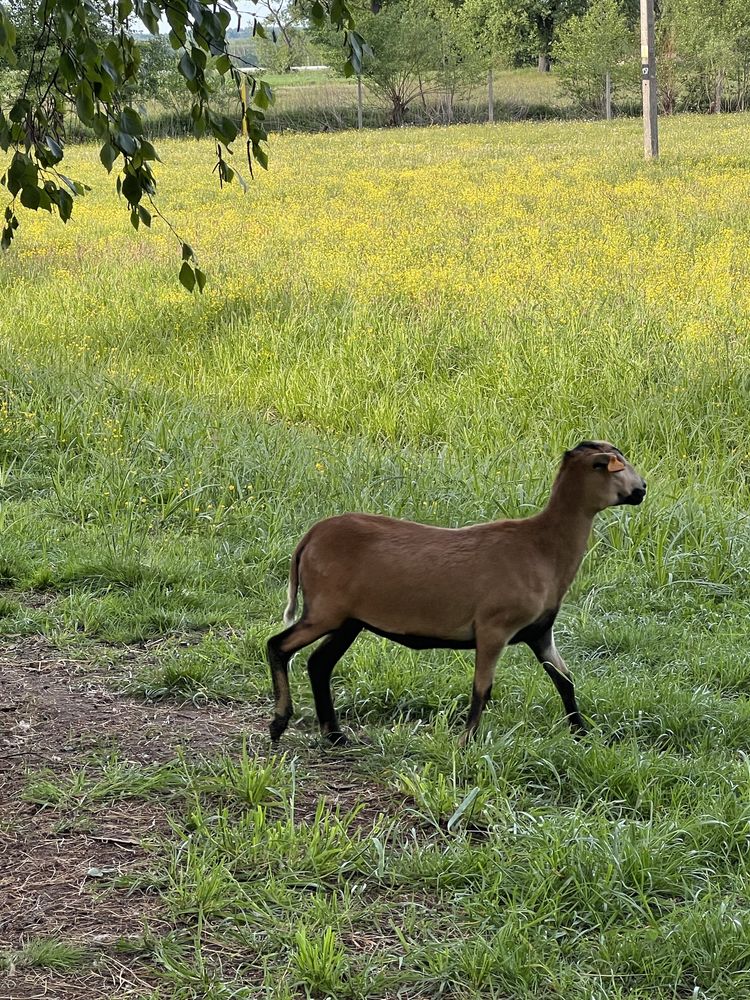 Owce kameruńskie, mozliwa wymiana