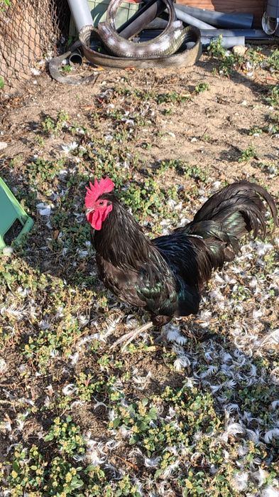 Sprzedam koguta australorp