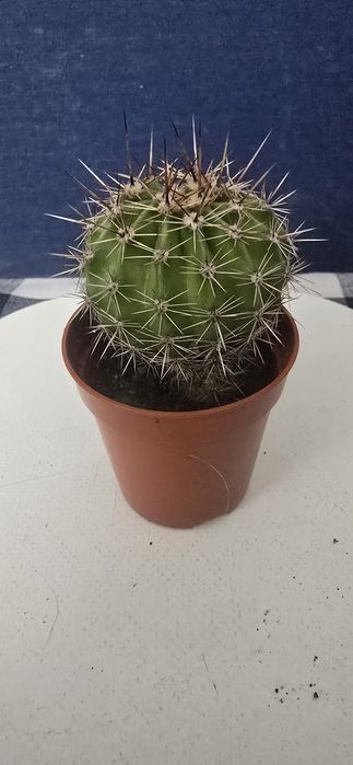 Kaktus Echinopsis 8 CM