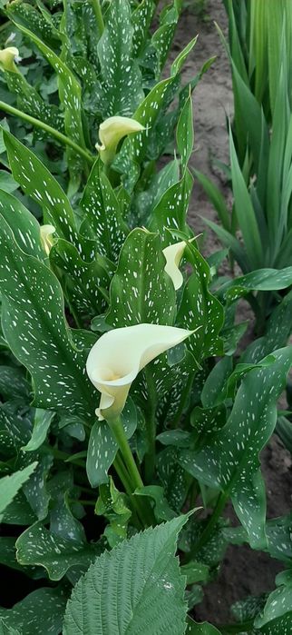 Продаю свої клубні великі калли білої. Калла біла. Біла Кала