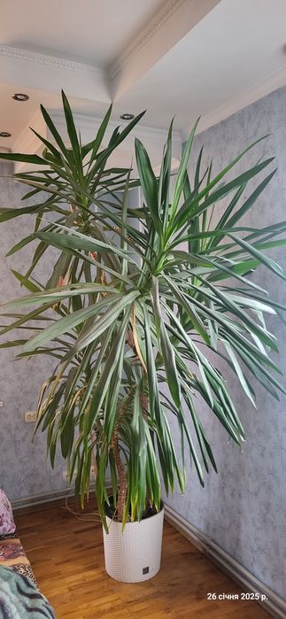 Вазонок пальма  юка гіганська