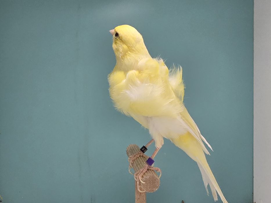 Samiec fiorino 2025 gladki