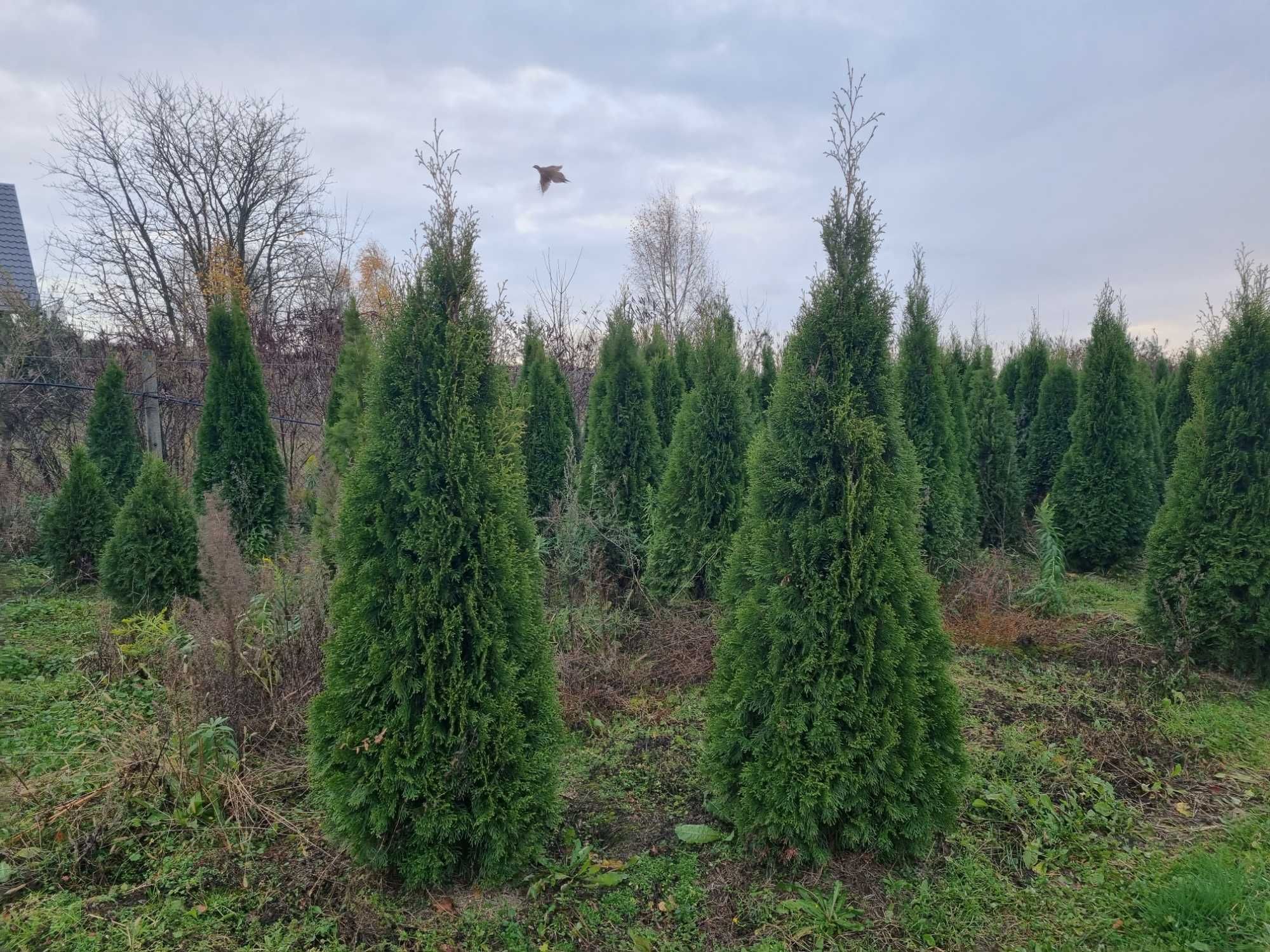 Tuja szmaragd 180 cm, żywotnik zachodni ,,smaragd", Thuja occidentalis