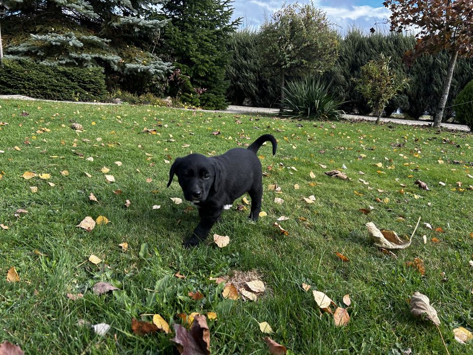 Szczeniaki Polski Gończy