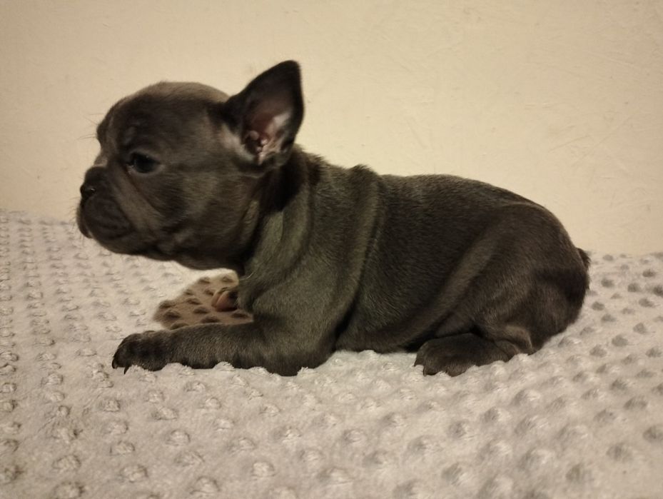 Buldog francuski suczka BLUE
