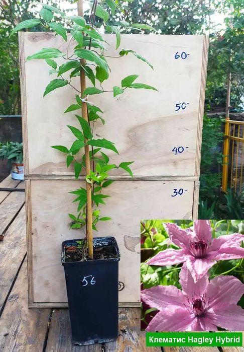 Клематис Руж Кардинал и др.