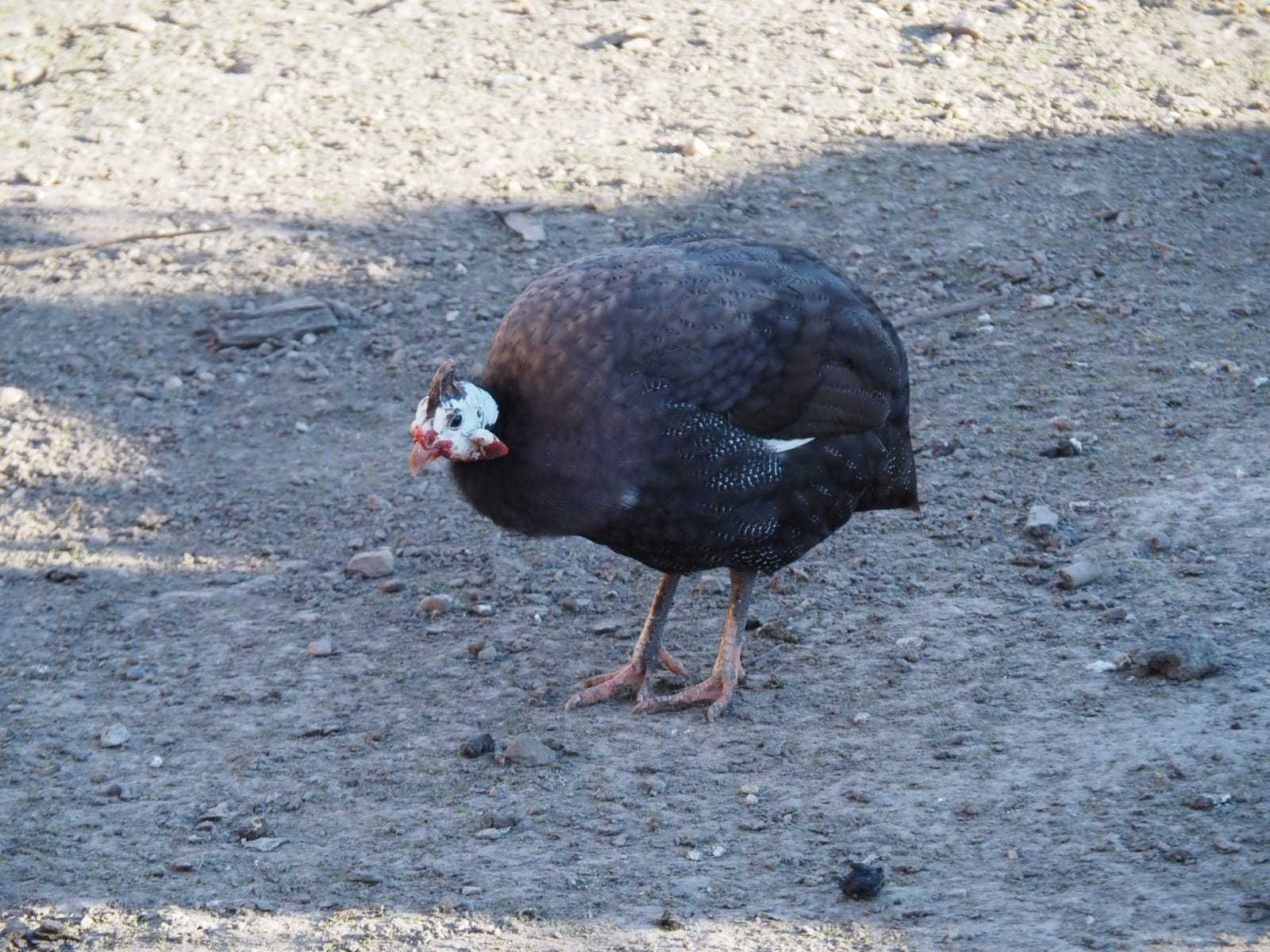 Perliczki, perliczki jaja lęgowe