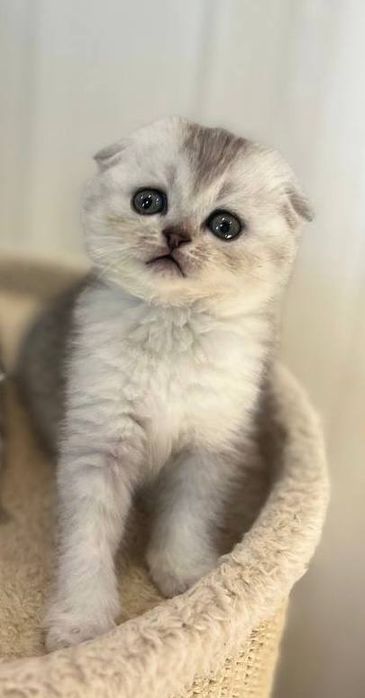 Висловуха кішечка