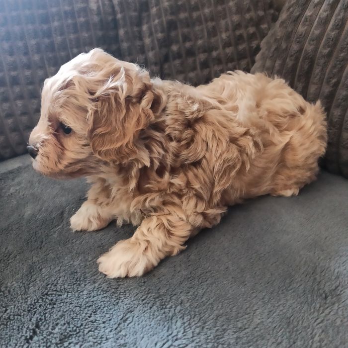 Maltipoo F1-chłopczyk