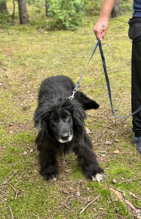 Latami zamknięty w boksie przez zwyrola… pies ideał do adopcji