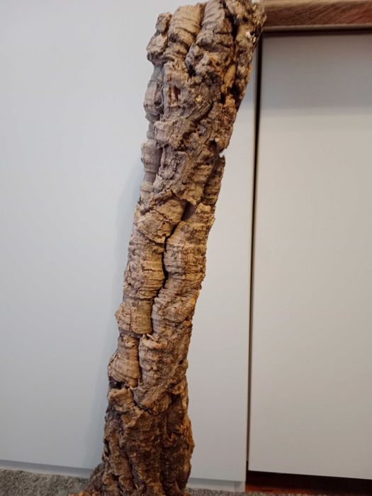 Tuba korkowa do terrarium 80x10 dąb korkowy