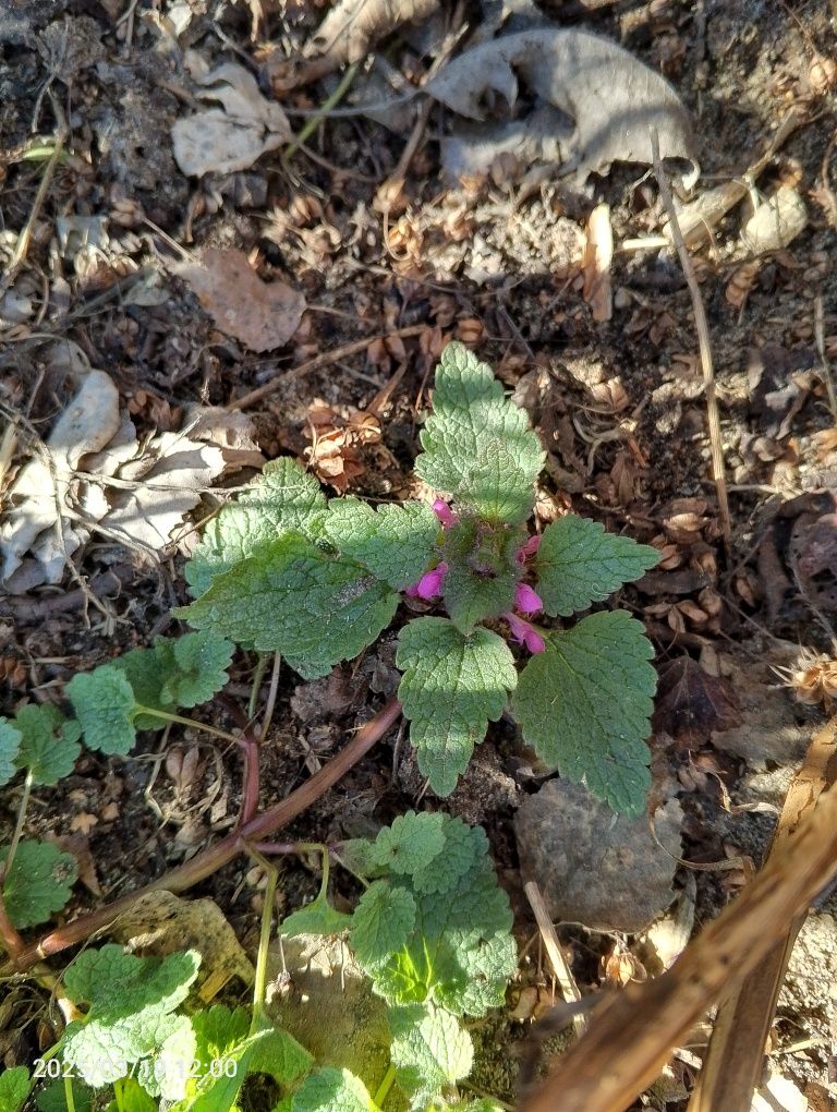 Jasnota purpurowa
