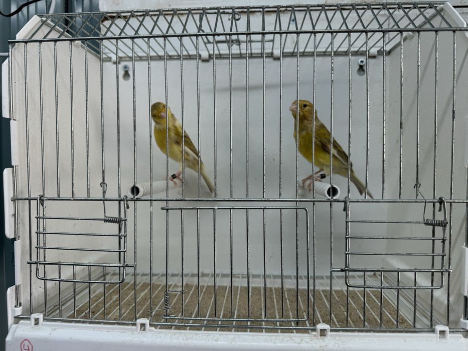 Casal de Canarios 2025