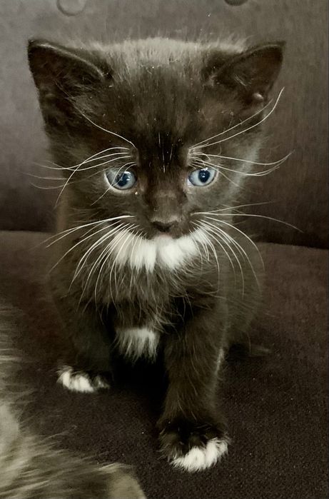 Trzy niebieskookie kocurki, na kolanka, do ciepłego domu z ogrodem.